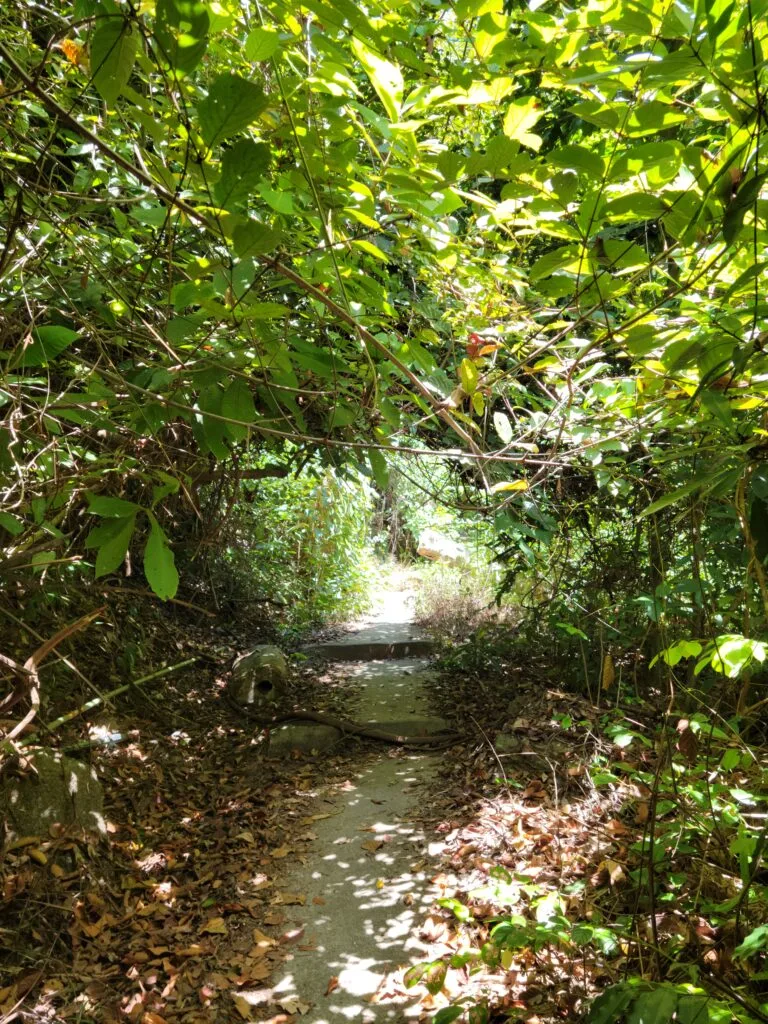 jungel trail near monkey beach