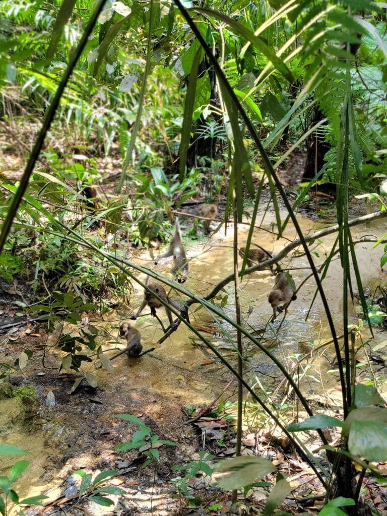 hiking in kuala lumpur