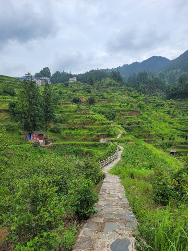 rice terraces in guizhou china